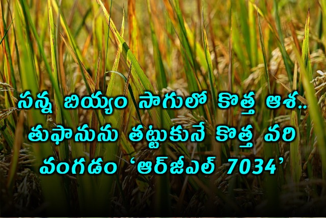 RGL 7034 Rice Variety Benefits Guntur Farmer Mohan Reddy