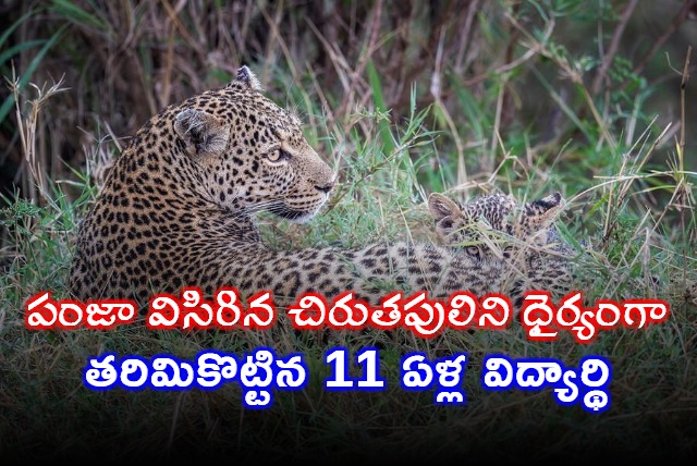 Kuwara 11 year old bravely fights off leopard attack in Palghar