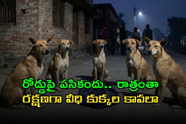 West Bengal Dogs Guard Abandoned Baby All Night