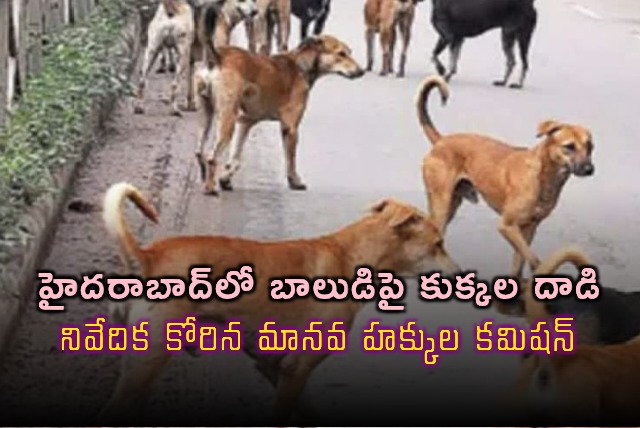 Hyderabad Dog Attack Human Rights Commission Seeks Report