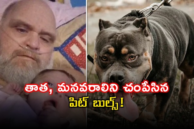 Tennessee Pitbull Attack Seven Dogs Kill Man and Grandchild