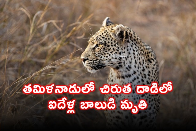 Tamil Nadu Leopard Kills 5 Year Old Saiful in Coimbatore District