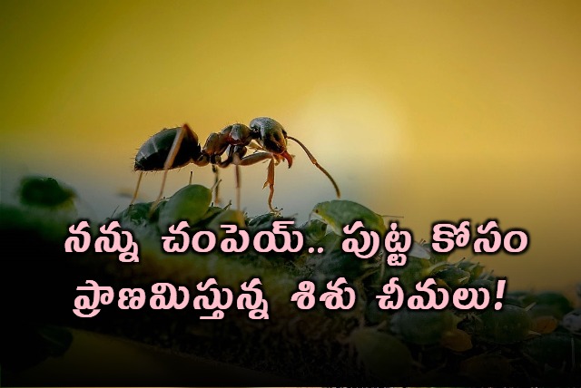 Ants Signal to be Killed to Protect Colony