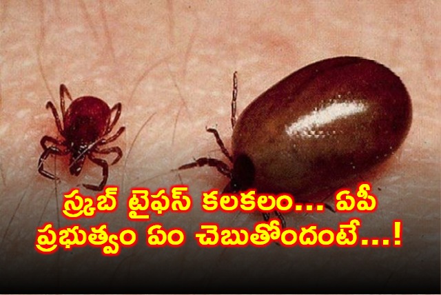 Scrub Typhus Outbreak Andhra Pradesh Government Response