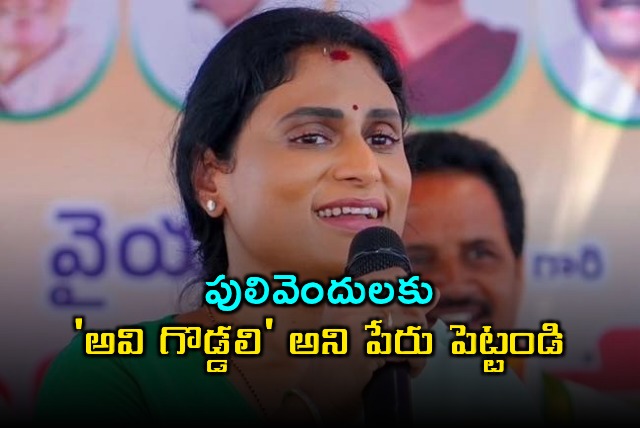 YS Sharmila Calls Pulivendula Avi Goddali in Jagan Jibe