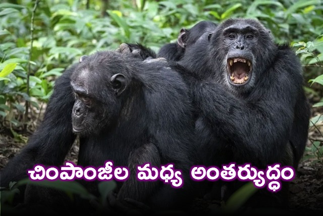 Chimpanzees Civil War Decades Long Conflict in Uganda