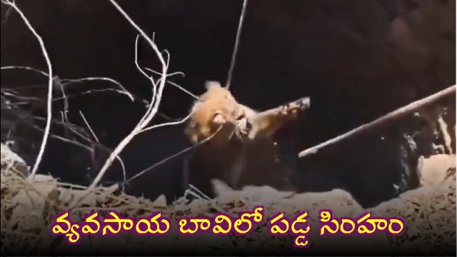 Gir Lion Rescued from Well in Amreli Gujarat