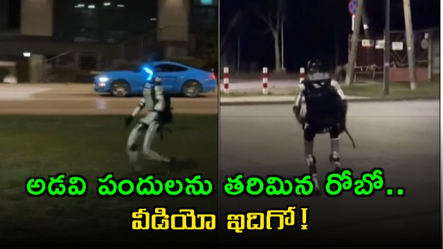 Wild Boars Flee from Edward the Robot in Gdynia Poland