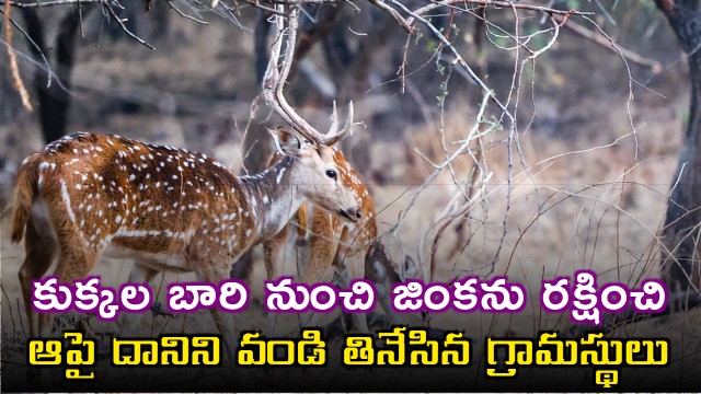 Villagers in Chhattisgarh Rescue Spotted Deer Only to Cook and Eat It