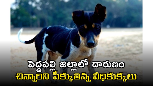 Dog attack 3 Year Old girl in Telangana