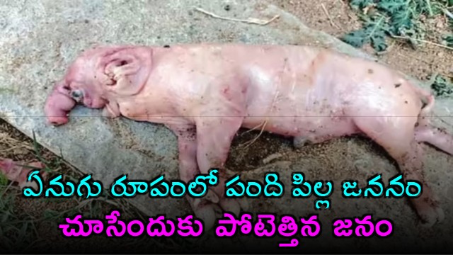 Nagarkurnool Pig Gives Birth to Elephant Like Creature