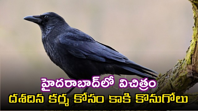 Hyderabad Family Buys Crow for Funeral Rites Due to Heat
