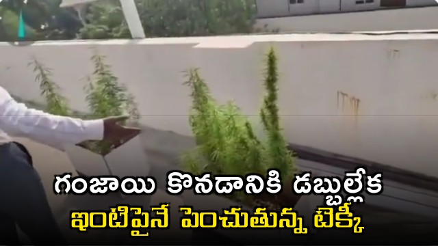 Techie plants Ganja on his terrace lack of money to purchase weed 