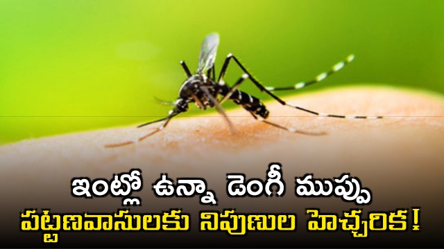  Doctor Explains How Dengue Is Reaching Urban Homes