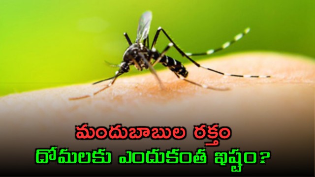 Do Mosquitoes Bite More If You Drink Alcohol Heres What Science Says