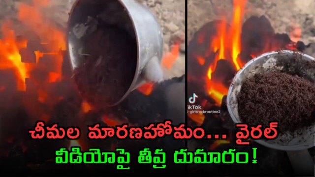 TikTok video Outrage over viral video of ants being cruelly killed