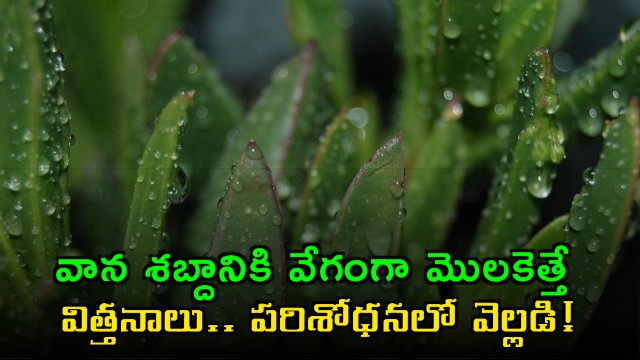 MIT Research Reveals Rain Sound Accelerates Seed Germination