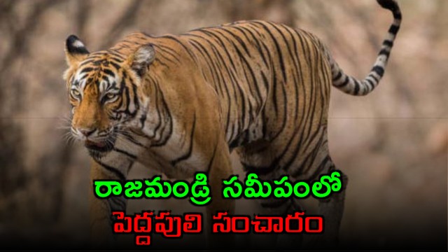 Rajamahendravaram Tiger Roaming Confirmed by Forest Department