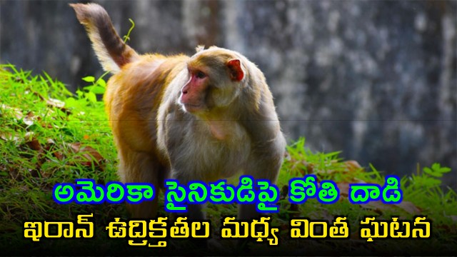 Monkey Attacks US Navy Sailor in Thailand During Tensions with Iran