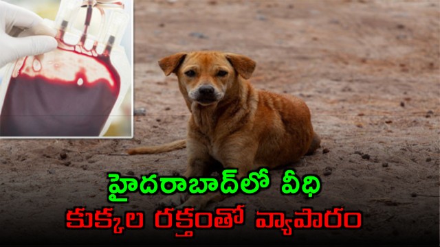 Illegal Dog Blood Trade Uncovered In Shaikpet Private Hospital Hyderabad