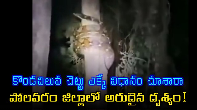 Python tries to climb a tree visuals went viral