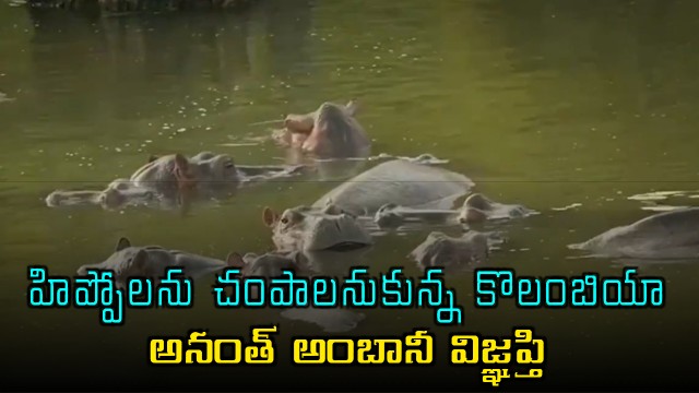 Anant Ambani offers Vantara home to save Colombia hippos