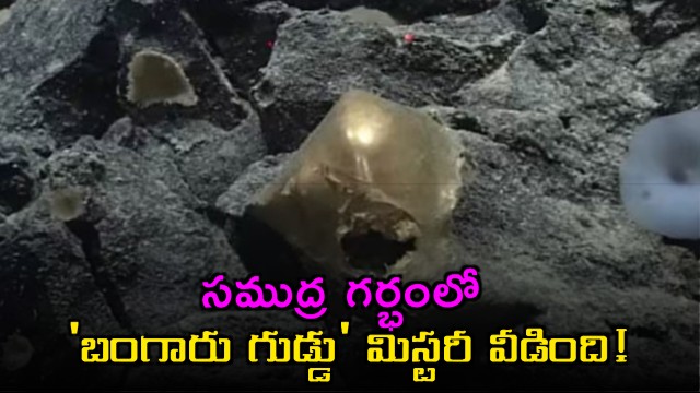 Scientists Reveal True Identity Of Mysterious Golden Orb Found At Bottom Of The Ocean