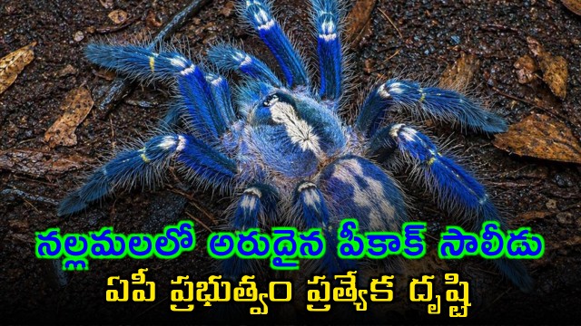 AP Govt focuses on rare Peacock Tarantula Spider in Nallamala Forest