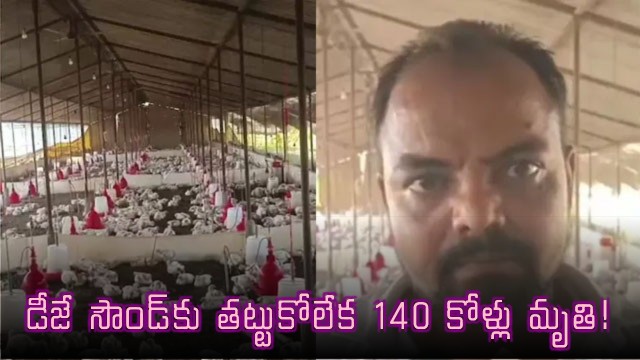 140 Chickens Die After Wedding DJ