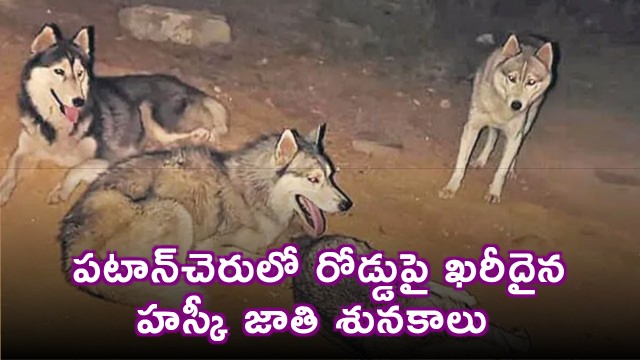 Unidentified people abandoned expensive husky dogs on the road in Patancheru