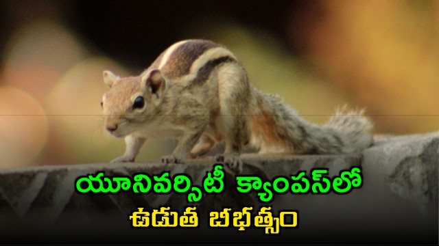 Squirrel Terrorizes Mohanlal Sukhadia University Campus in Udaipur