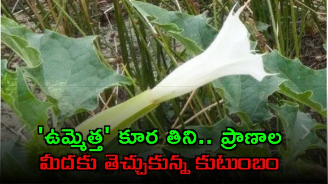 Family critical after consuming Datura after watching a social media video in Anakapalli district