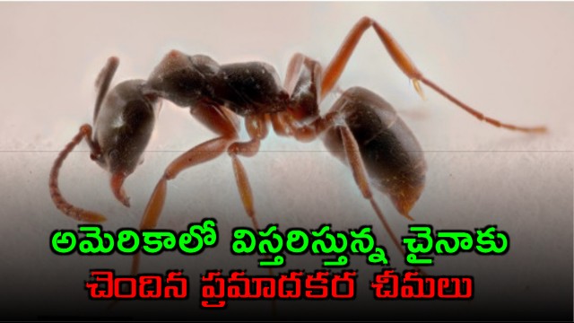 Asian Needle Ant Spreading Rapidly in America