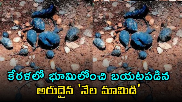 Earth Mango Fungus Sclerotium stipitatum Emerges in Kerala Farmland