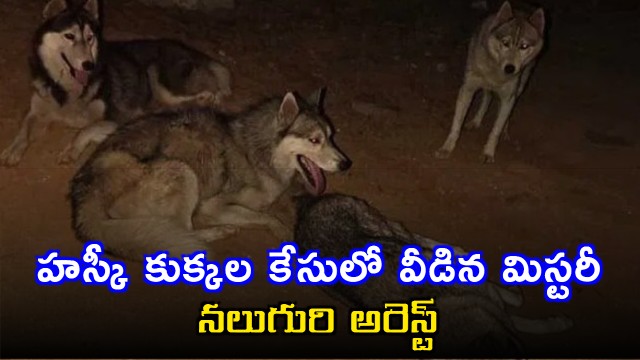 Siberian Huskies Case Solved Four Arrested in Sangareddy