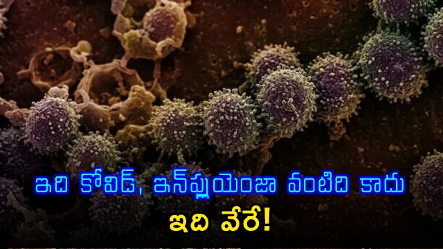 WHO Clarifies Hanta Virus Not Like COVID19 or Flu
