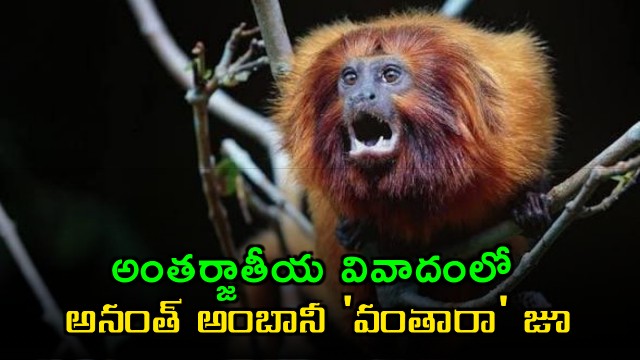 Anant Ambani Vantara Zoo in International Controversy Brazil Police Investigate