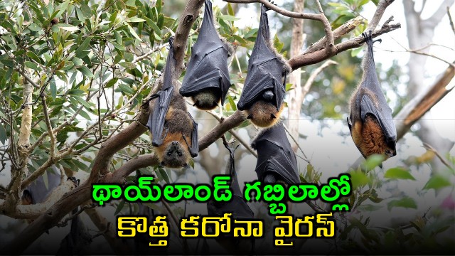 Coronavirus Discovered in Thailand Bats Poses Threat to Humans