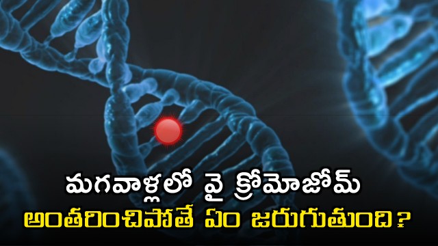 Y Chromosome Disappearance What Happens to Men