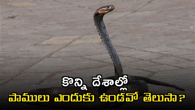 Why Some Countries Have No Snakes