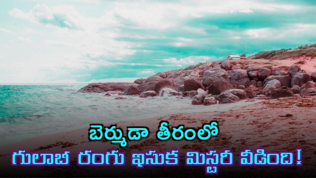 Bermuda Pink Sand Mystery Solved New Geological Discovery
