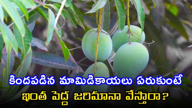 Priyanka Sinha Warns Against Collecting Fallen Mangoes in Singapore