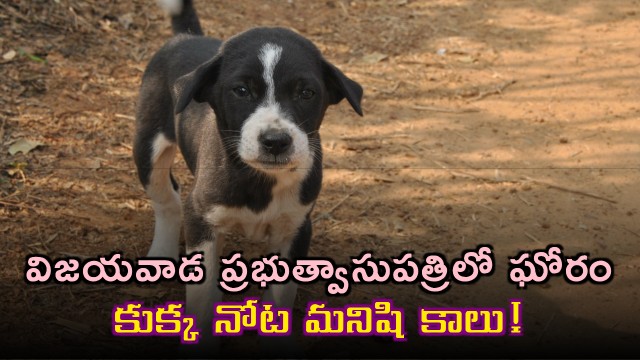 Guntur GGH Dog Carries Human Leg From Hospital