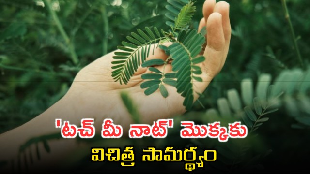 Touch Me Not Plant Shows Unique Ability Research Reveals