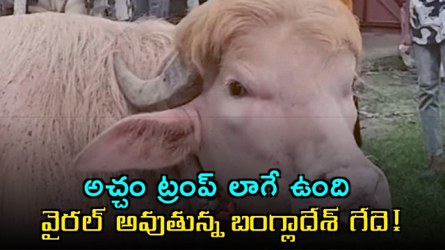 Donald Trump Like Buffalo Viral in Bangladesh