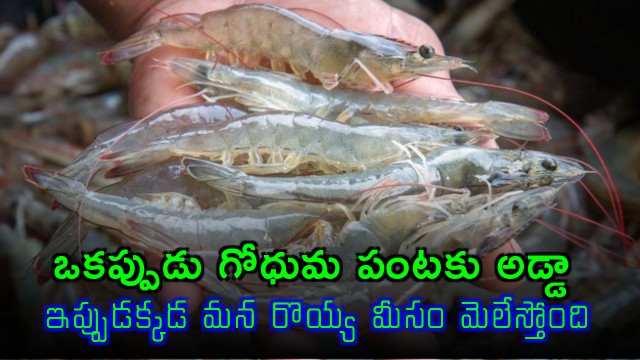 Rupinder Kaur Punjab Shrimp Farming Success Story