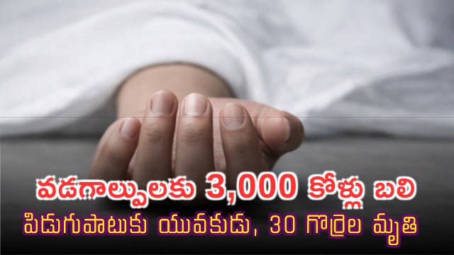 Telangana Weather Heatwave Kills 3000 Chickens Lightning Kills Youth