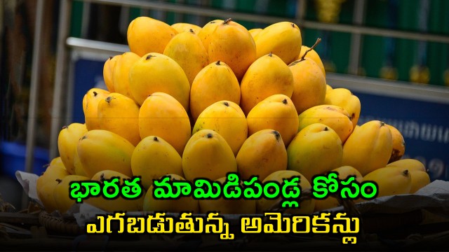 Indian Mangoes craze in America even with high price