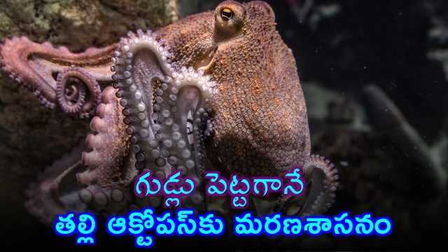 Octopus Mothers Death Sentence After Laying Eggs The Reason