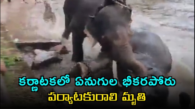 Dubare Elephant Camp Karnataka Tourist Dies in Elephant Fight